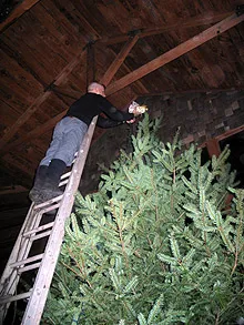 I don’t want to mention any names but one of our neighbors brought over a very large Christmas tree for us